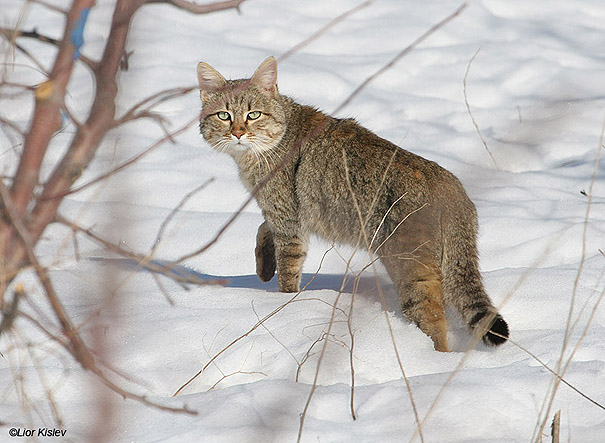  חתול בר Wild Cat Felis silvestris tristrami                                   צפון רמת הגולן,פברואר 2008.צלם:ליאור כסלו.